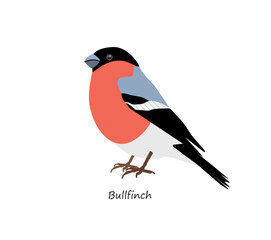 Bullfinch isolated on white background. Vector illustration