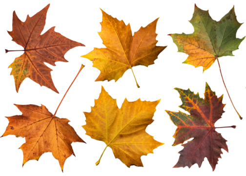 Isolated autumn leaves