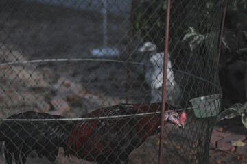 chicken in the cage