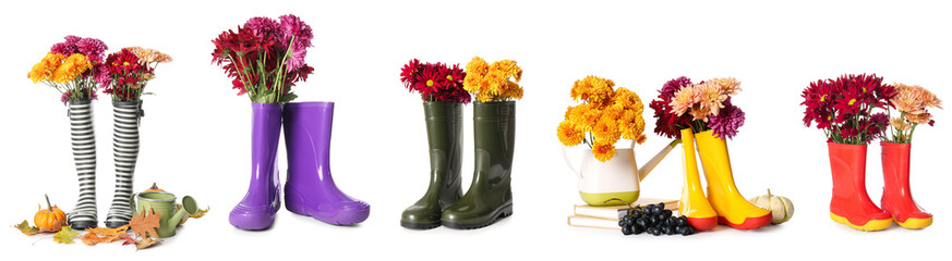 Collage of fresh chrysanthemum flowers with rubber boots and watering cans on white background