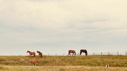 Peaceful scenery with chestnut horses pasturing against the sky