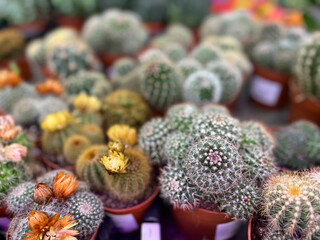 cacti different types in pots