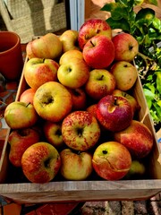 apples in a basket