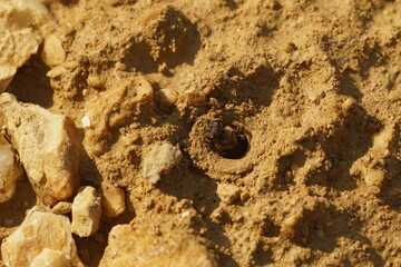 Closeup on a female guardian furrow bee, Lasioglossum, defending a communal nesting entrance