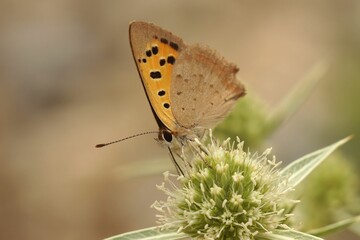 Closeup on a Mediterranean small copper butterfly, Lycean phlaeus sitting on a field Eryngo