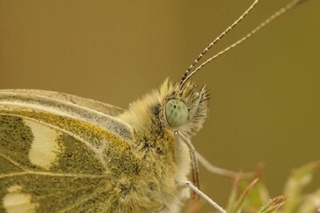 Facial closeup on a mediterranean Bath white butterfly, Pontia daplidice