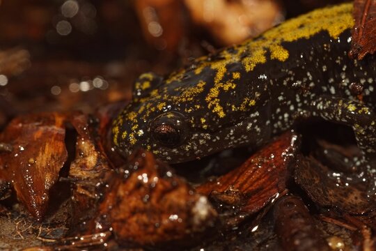 Closeup on a colorful juvenile Pacific Westcoast Longtoed salamander , Ambystoma macrodactylum