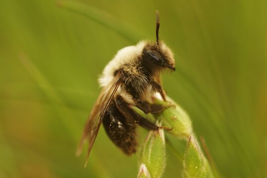 Closeup on a furre white femel Grey-backed mining bee, Andrena vaga on top of vegetation