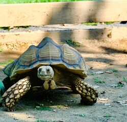 Closeup of an African spurred tortoise (Centrochelys sulcata) walking on the ground