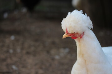 White crested chicken head. Farm bird countryside.
