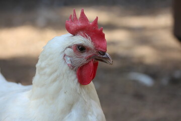 White chicken with red comb and chicken coop on the background. Farm bird countryside.

