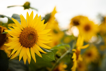 The beauty of the sunflower, from which vegetable oil is made all over the world