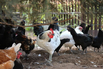 Mixed bred chicken. Poultry yard on the village.
