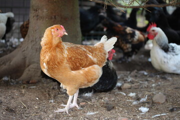 Brown chicken. Poultry yard on the village.

