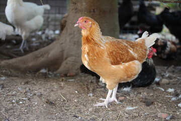 Brown chicken. Poultry yard on the village.
