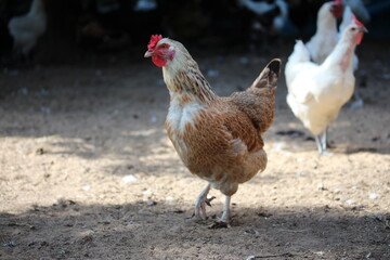 Chicken with red comb. Farm bird countryside.
