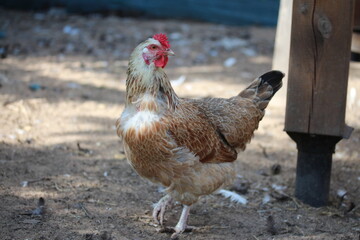 Chicken with red comb. Farm bird countryside.
