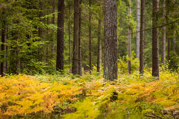 A beautiful natural forest in the Knyszyn Forest