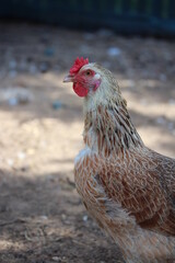 Chicken with red comb. Farm bird countryside.
