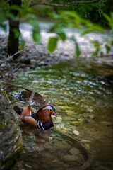 Vertical closeup shot of a mandarin duck (Aix galericulata) swimming in a pond at the Munich zoo