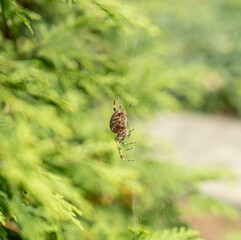 European Spider, Araneus Diadematus, Cross Spider, Crowned Weaver on Its Web closeup