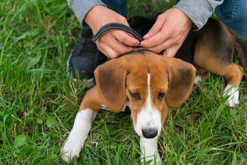 the owner on the street, on a green lawn, adjusts the collar of a beagle puppy