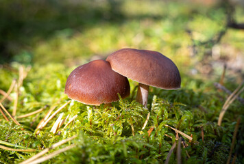 two brown friendly mushrooms in the forest on a background of green moss