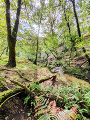 Green chestnut and pine forest with ferns on the ground with a river. The trees are tall and block out the sunlight. Samsung mobile photo. The fall season leaves the dry brown leaves on the ground.