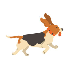 Beagle Dog Breed with Spotted Coat and Collar on Neck Running with Stick Out Tongue Vector Illustration