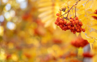 A branch of red mountain ash with clusters of berries on a background of yellow leaves. Close-up nature details. Sunny weather of the autumn season. Warm autumn calm landscape.