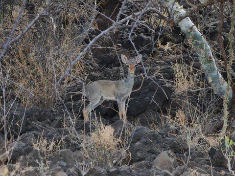 Single dik-dik standing on rocks surrounded by leafless branches