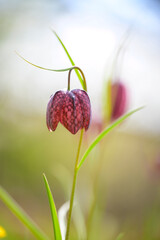 Fritillaria Meleagris in bloom