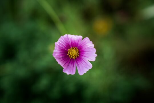 Top view selective focus of a beautiful violet flower on a blurred background