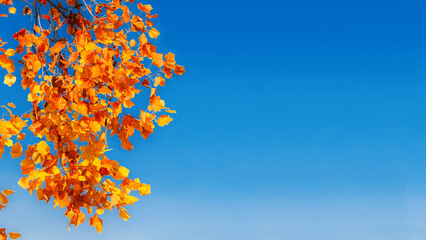 Liriodendron or tulip tree autumnal leaves and blue sky (with copy space)