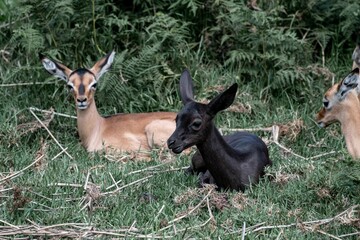 Species of black and brown impala calves