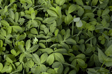 Obraz premium Nature Background Peanuts Leaf