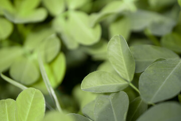 Nature Background Peanuts leaf