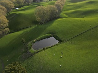 Bird's eye view of sheep grazing near a lake in a green farmland in New Zealand