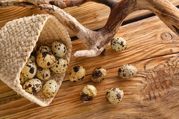 Overturned basket with fresh quail eggs on wooden table