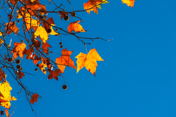 Autumnal and foliage background. Backlit sycamore brown, orange, yellow and red leaves with blue sky and copy space