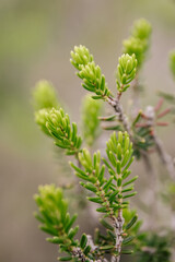 Balsam fir branch close up