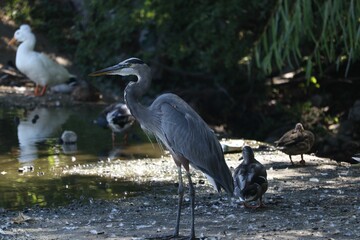 Selective focus shot of ducks and grey heron (ardea cinerea) on the lake shore