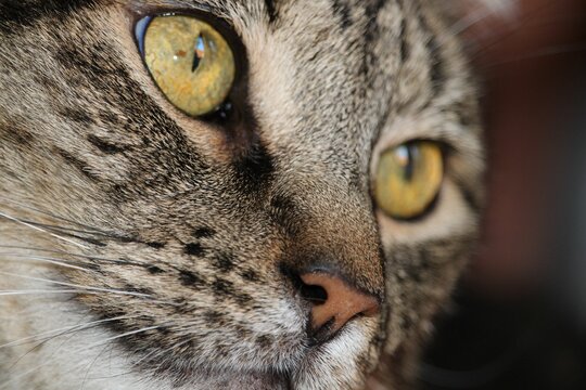 Closeup Shot Of Cat With Green Eyes