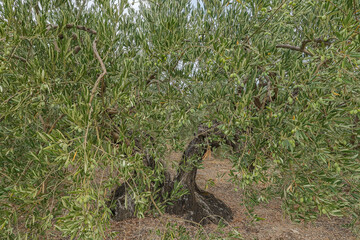 Naklejka na ściany i meble Olive tree with its green fruits the olives. Viana, Navarre, Spain.