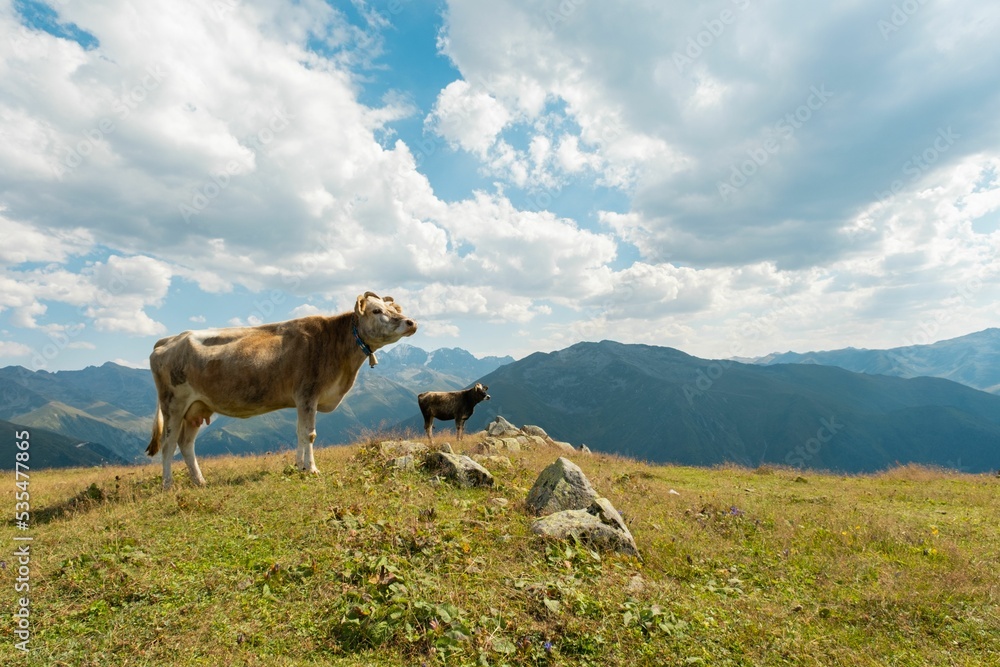 Wall mural two cows against mountains and cloudy sky