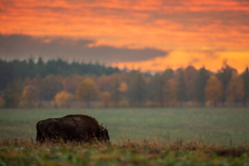 European bison - Bison bonasus in the Knyszyn Forest (Poland)