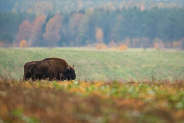 European bison - Bison bonasus in the Knyszyn Forest (Poland)