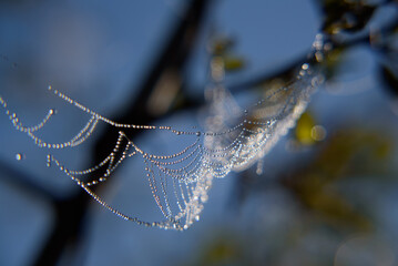 COBWEB - Drops of morning dew on a spider web