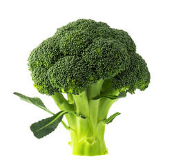 Fresh broccoli isolated on white without shadow