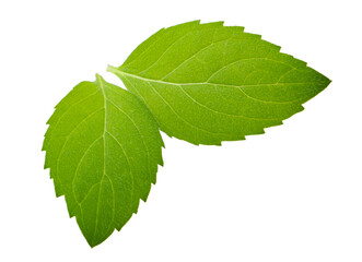 Mint leaves isolated without shadow